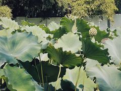 -莲湖公园