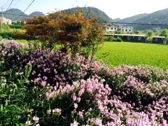 -武陵山森林公园