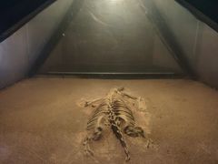 -世界恐龙谷景区