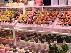 -KKV(东莞海德汇一城店)