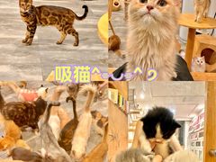 -楼上猫咖(罗湖店)