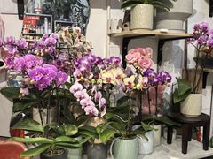 -FEI FEI FLOWER鲜花店·气球派对·宝宝宴布置(虹口德必运动Loft店)