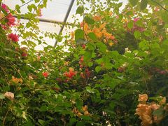 -呀路古热带植物园