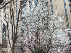 -味千拉面(双井店)