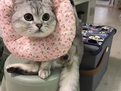 -瑞派名望志远动物医院·猫科·內科·异宠专科(直港大道店)