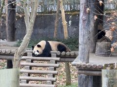 -中国大熊猫保护研究中心雅安碧峰峡基地