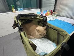 -伟伟宠物医院·CT影像中心·瑞派犬猫综合性门诊(汉口总院)