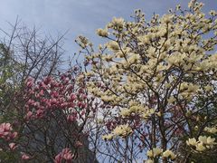 -古茗(江北洪塘中路店)