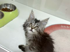 -青奢宠物·青奢猫舍