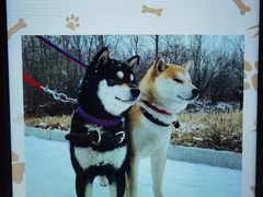 -长白山万达喜来登度假酒店