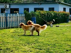 -趣玩宠物乐园寄养训犬训狗游泳池