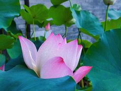 -京兆尹(雍和宫店)