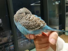 -怪兽屋·羊驼·猫咖·狗咖(俊华广场店)