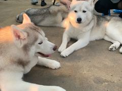 -TrueLove @ Neverland (Husky Cafe)