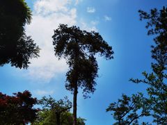 -南山植物园