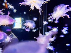 -太平洋海底世界