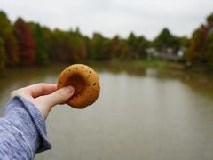 -上海海湾国家森林公园