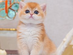 -小猫来了·猫咪专售(红山六九七九店)