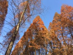 -黄海国家森林公园