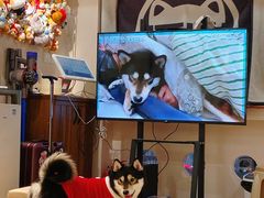 -逗柴咖啡屋·狗咖猫咖宠物桌游
