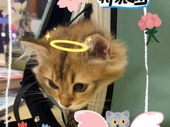 -瑞鹏宠物医院·骨科·猫科·内科(第一中心)