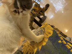 -平行世界·猫咖(首经贸店)