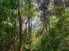 -铁山坪森林公园