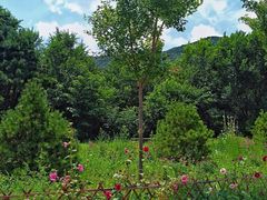 -北京西山国家森林公园