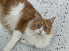 -喵园·猫主题咖啡厅·撸猫·猫咖(国贸店)