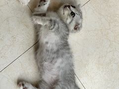 -贝康宠物医院·犬猫全科·小动物特色诊疗中心(东环路店)