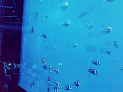-瑞德姆美人鱼海底演艺主题餐厅(亚龙湾店)