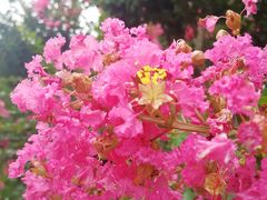 -武汉紫薇都市田园