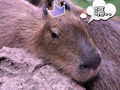 -正佳雨林生态植物园