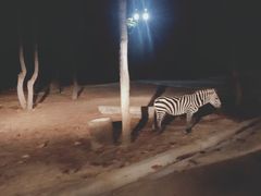 -清迈夜间动物园