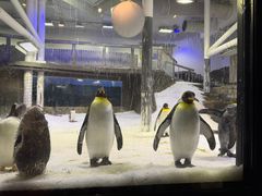 -悉尼海洋生物水族馆