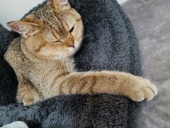 -佳雯宠物医院(金华南路分院)