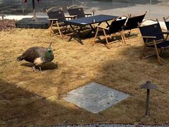 -J Create城市露营咖啡·简餐·宠物(上海动物园店)