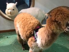 -藦茜花园宠物主题亲子互动体验馆(国顺东路店)