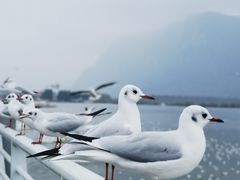 -海埂大坝