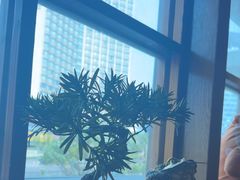 -鸟鹏烧鸟居酒屋(昌岗店)