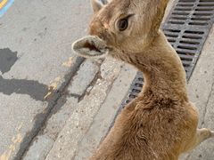 -常州淹城野生动物世界