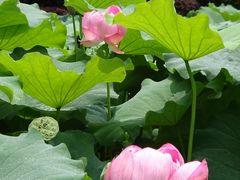 -陈家山荷花公园