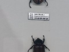 -郑州自然博物馆(惠济区)