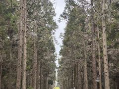 -东平国家森林公园