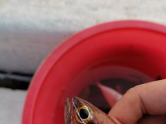 -小猫钓鱼海钓俱乐部(椰梦长廊店)