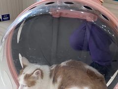 -天宠宠物医院24小时·急重症诊疗中心·全科·腔镜特色(和平分院)