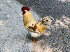 -热田神宫
