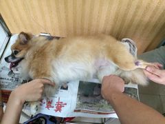 iphone_upload_pic-樊家宠物医院