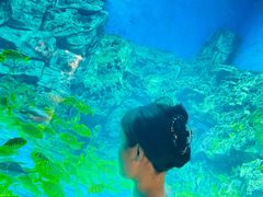 -芜湖新华联大白鲸海洋公园