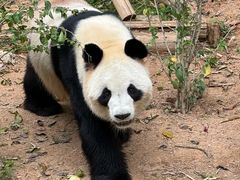 -深圳野生动物园